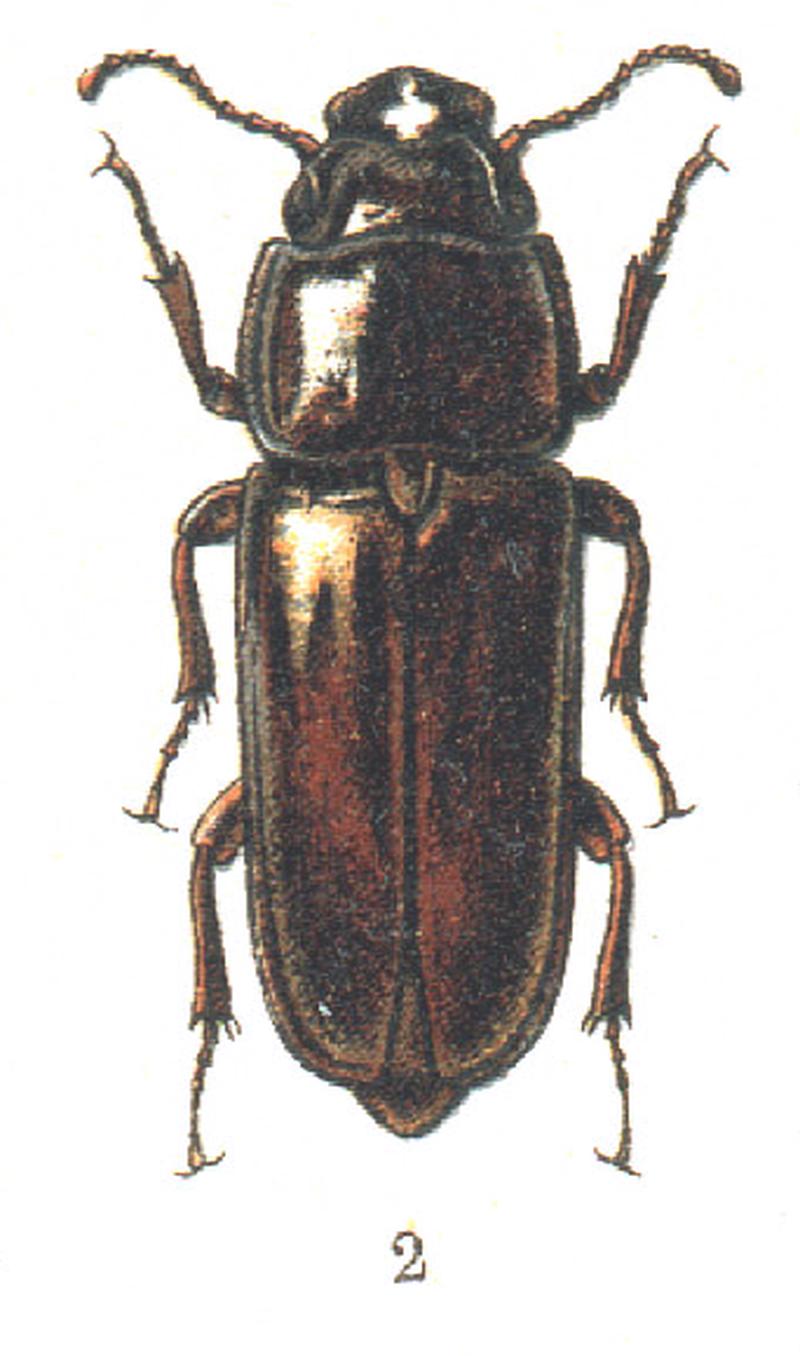 Georgiy Jacobson - Beetles Russia and Western Europe - plate 65.-2. Paranda caspica