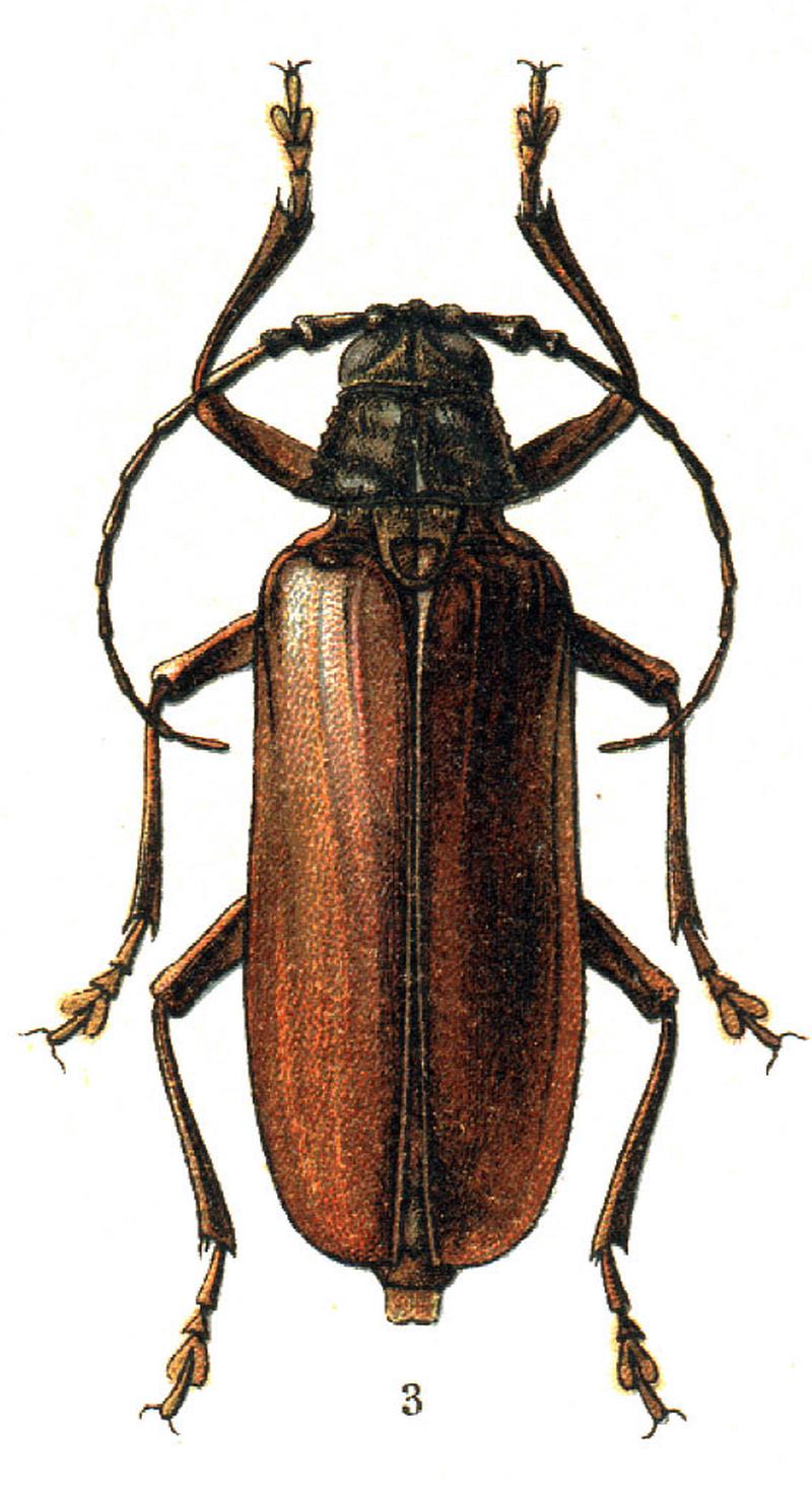 Georgiy Jacobson - Beetles Russia and Western Europe - plate 65.-3. Macrotoma scuttellaris