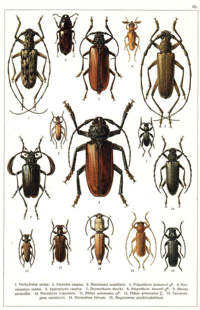 Georgiy Jacobson - Beetles Russia and Western Europe - plate 65