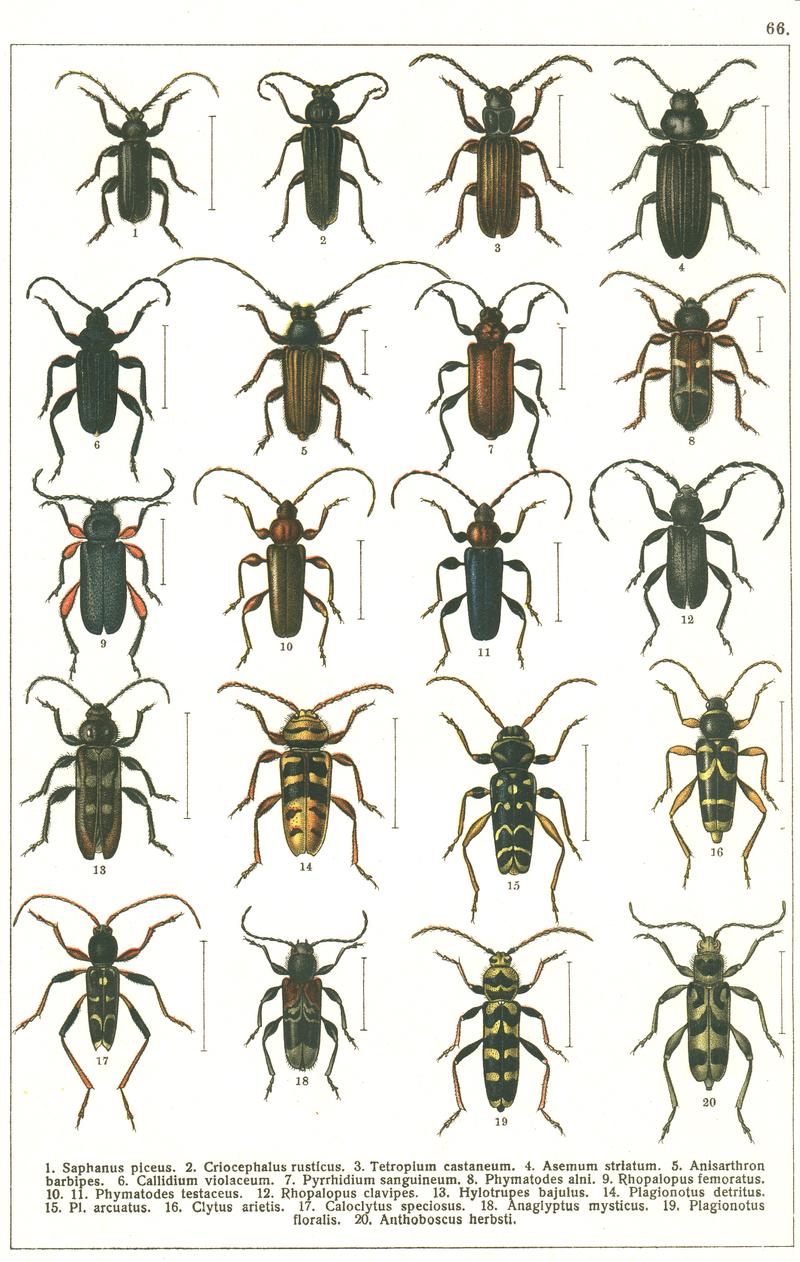 Georgiy Jacobson - Beetles Russia and Western Europe - plate 66