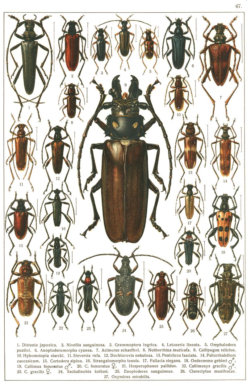 Georgiy Jacobson - Beetles Russia and Western Europe - plate 67