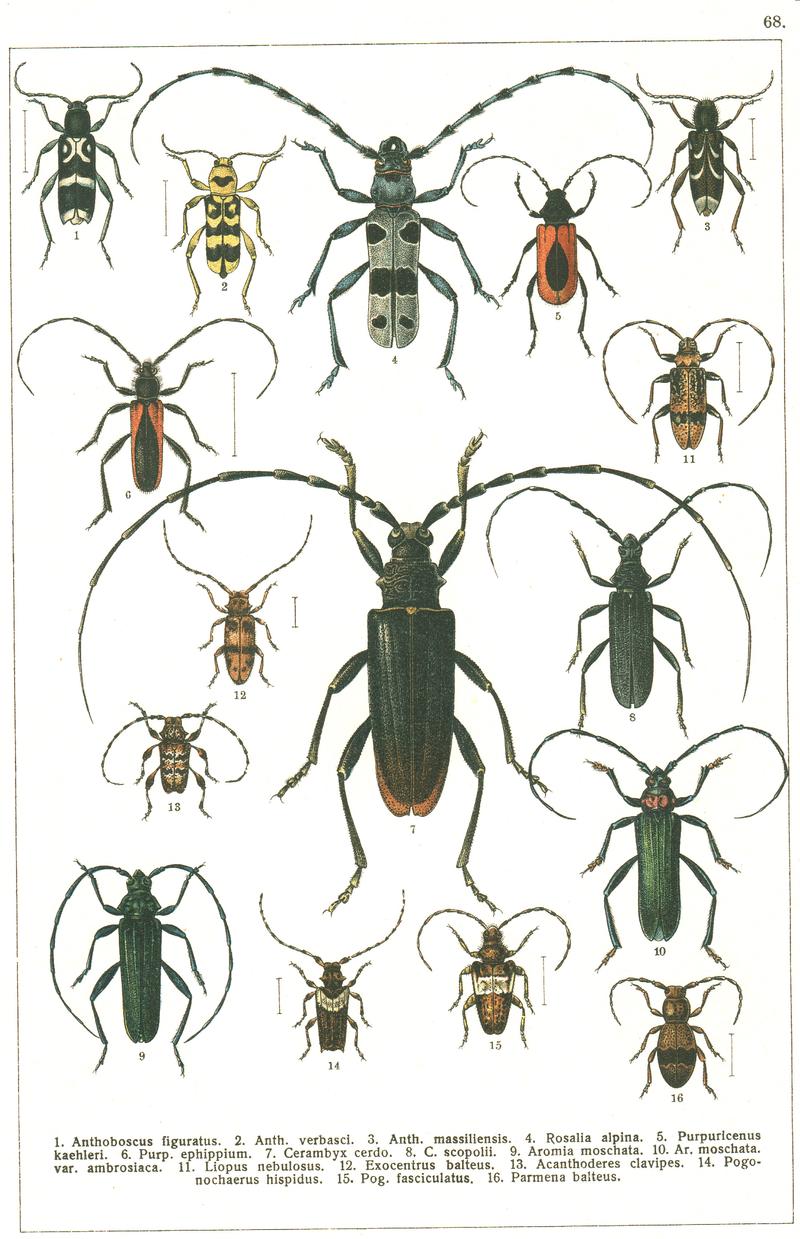 Georgiy Jacobson - Beetles Russia and Western Europe - plate 68