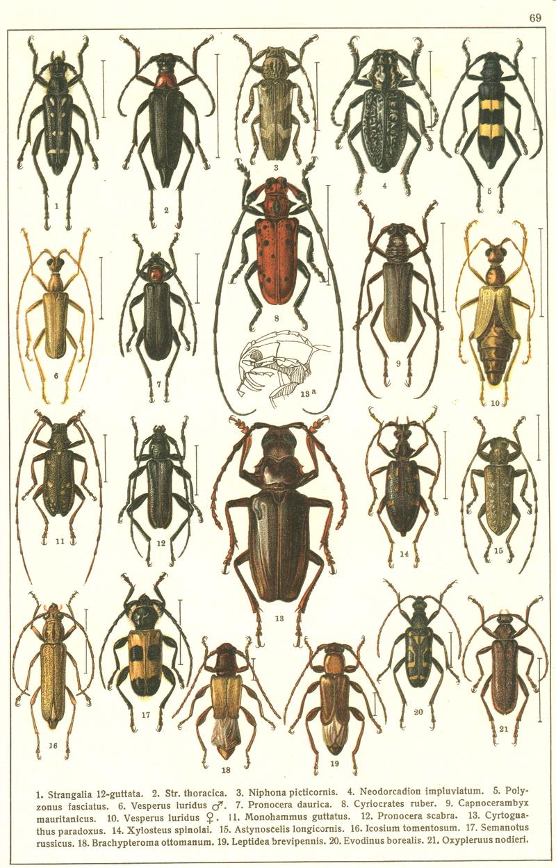 Georgiy Jacobson - Beetles Russia and Western Europe - plate 69