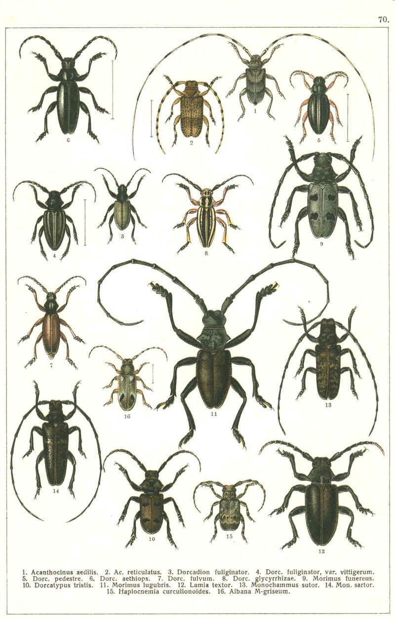 Georgiy Jacobson - Beetles Russia and Western Europe - plate 70