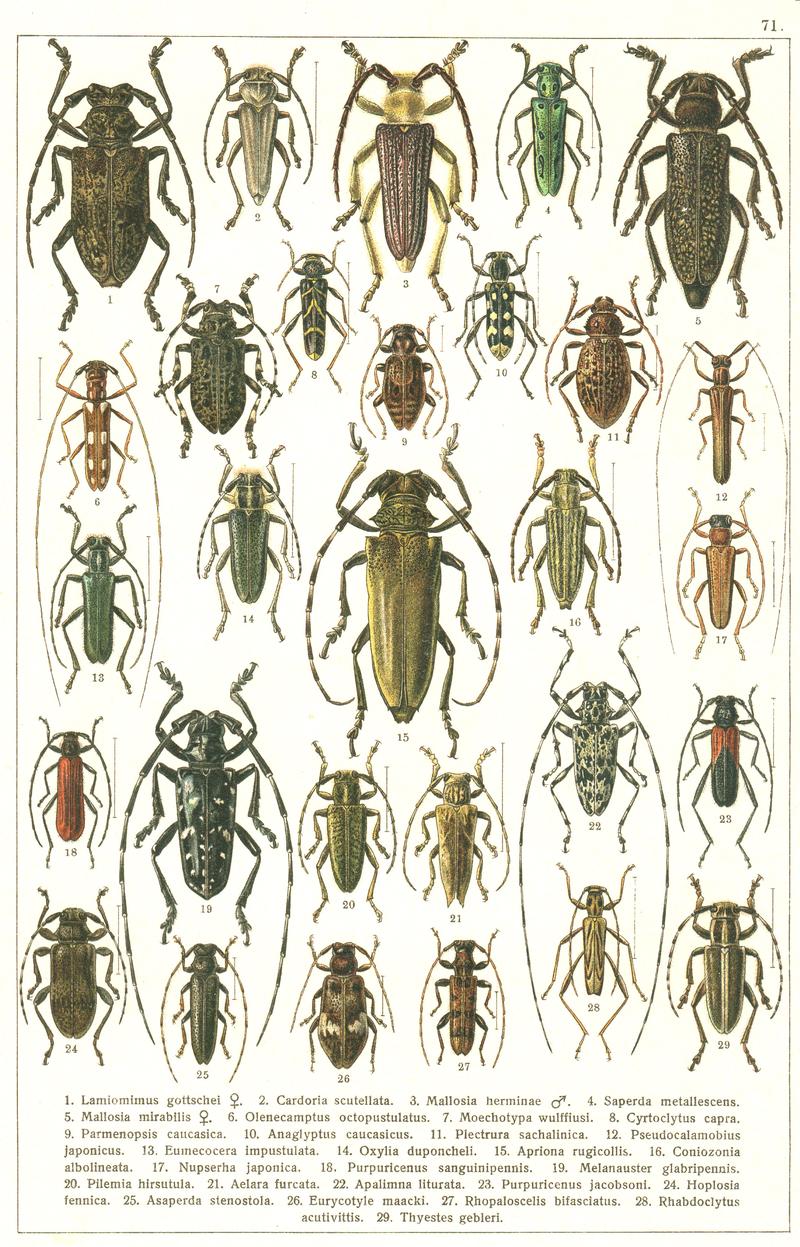 Georgiy Jacobson - Beetles Russia and Western Europe - plate 71