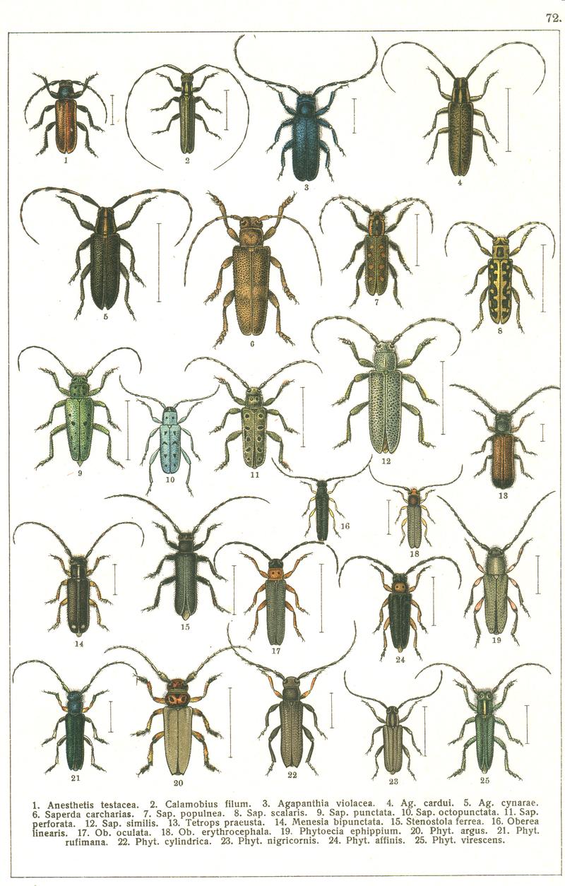 Georgiy Jacobson - Beetles Russia and Western Europe - plate 72