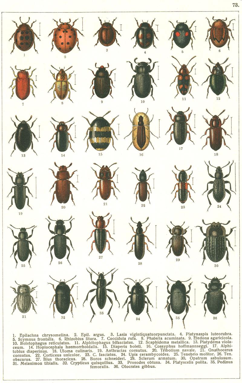 Georgiy Jacobson - Beetles Russia and Western Europe - plate 73