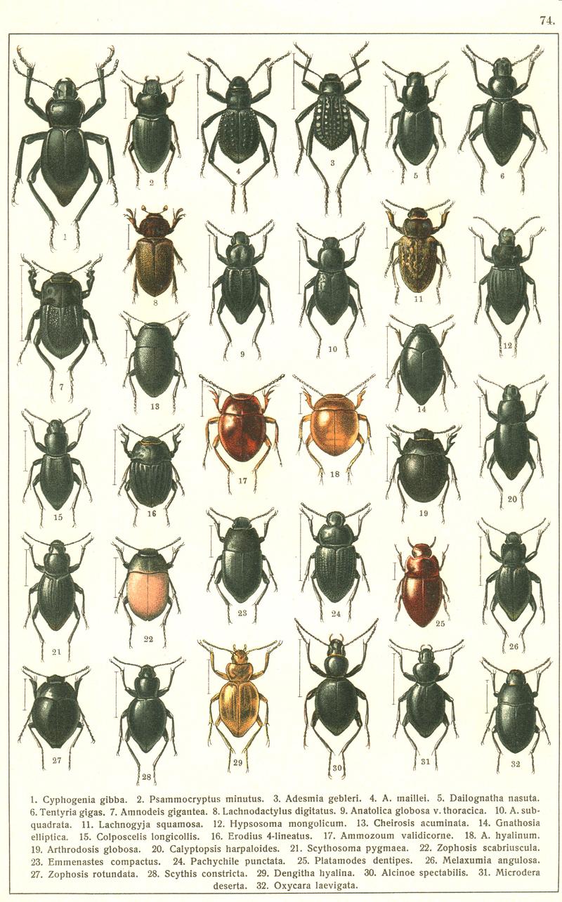 Georgiy Jacobson - Beetles Russia and Western Europe - plate 74