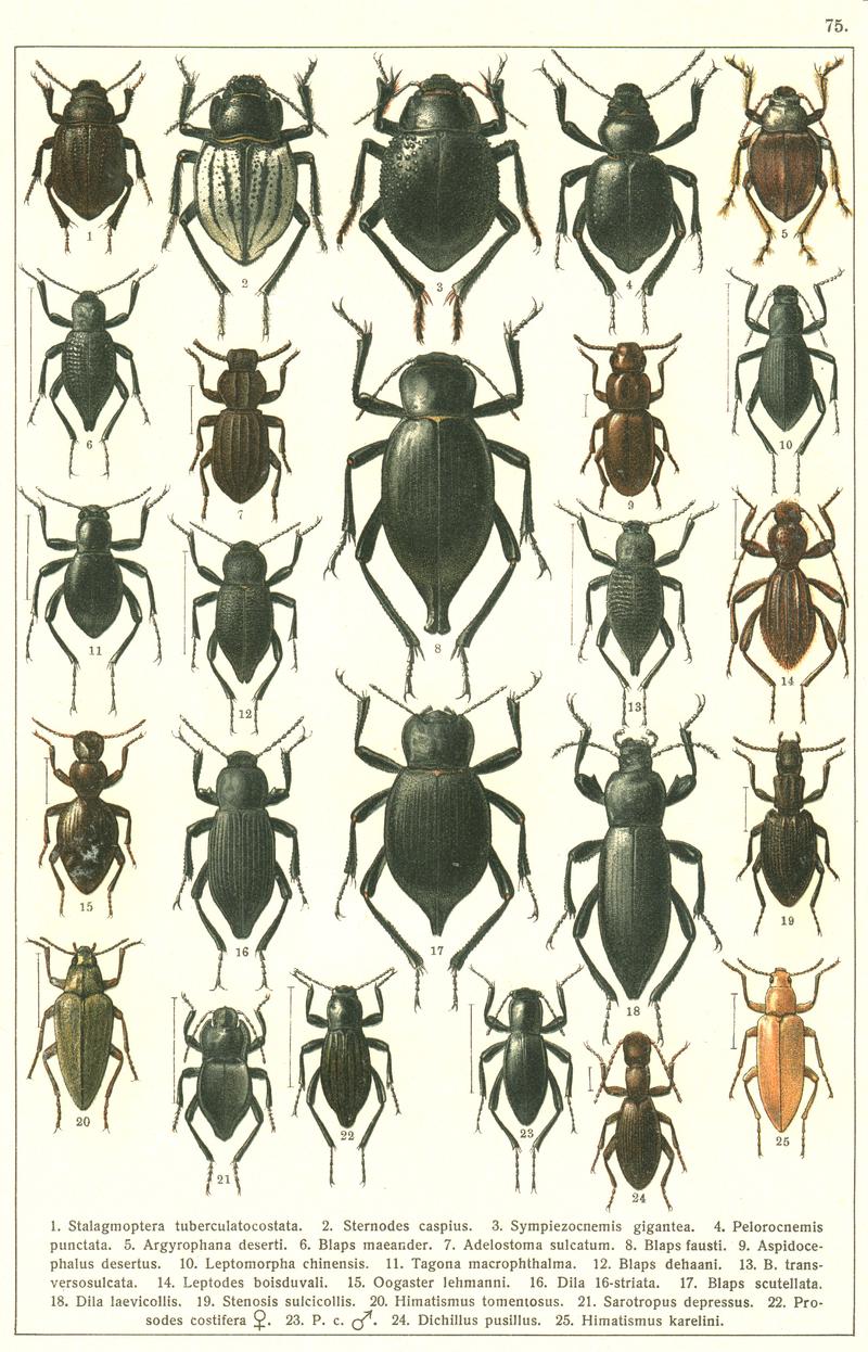 Georgiy Jacobson - Beetles Russia and Western Europe - plate 75