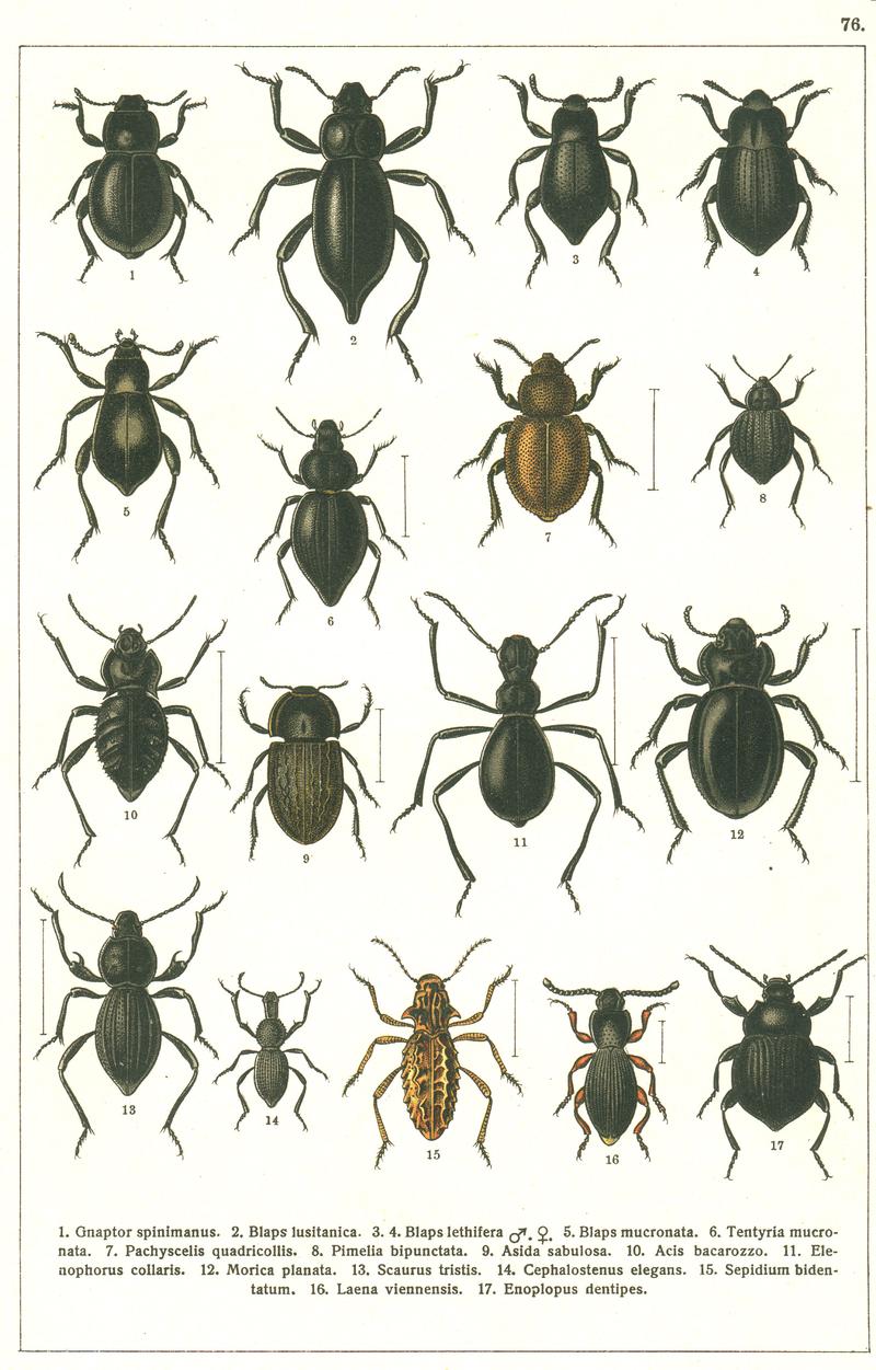 Georgiy Jacobson - Beetles Russia and Western Europe - plate 76