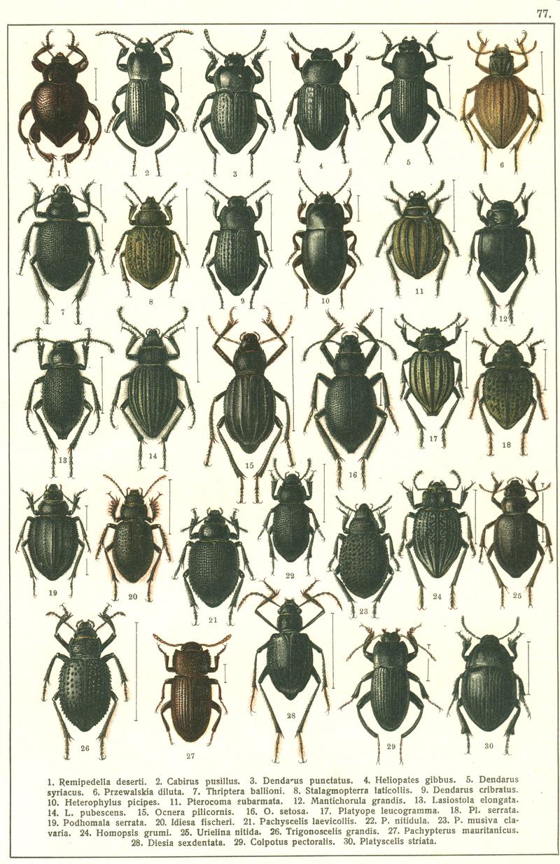 Georgiy Jacobson - Beetles Russia and Western Europe - plate 77