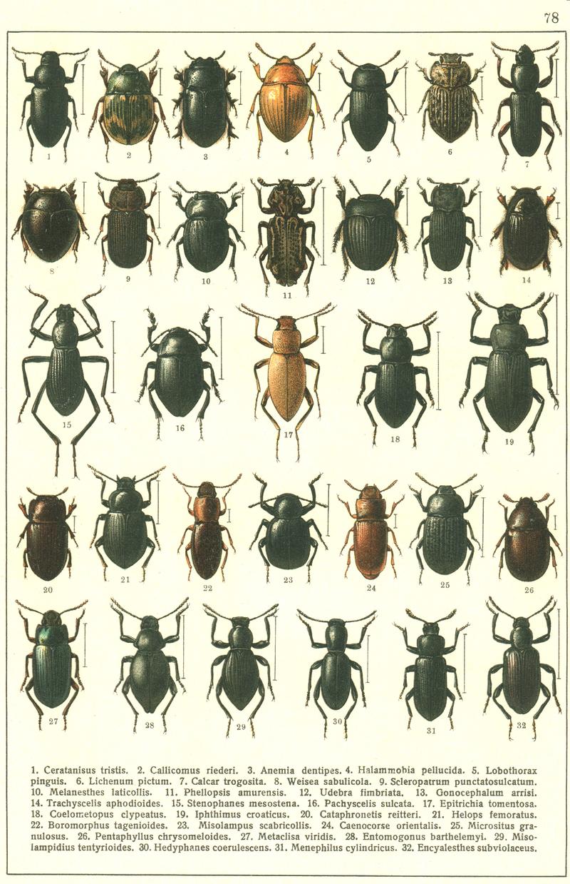 Georgiy Jacobson - Beetles Russia and Western Europe - plate 78