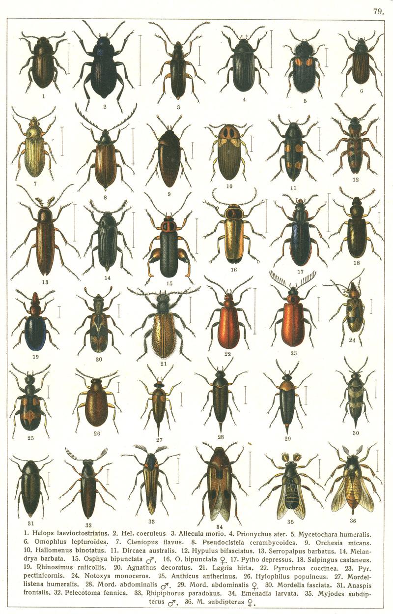Georgiy Jacobson - Beetles Russia and Western Europe - plate 79