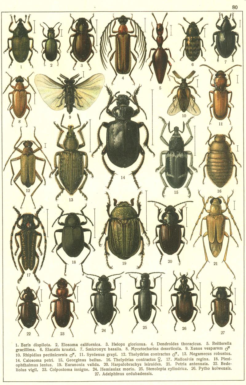 Georgiy Jacobson - Beetles Russia and Western Europe - plate 80