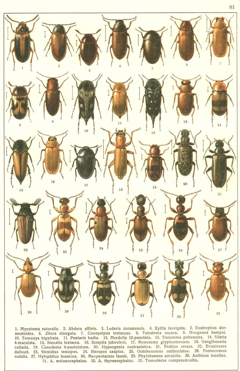 Georgiy Jacobson - Beetles Russia and Western Europe - plate 81