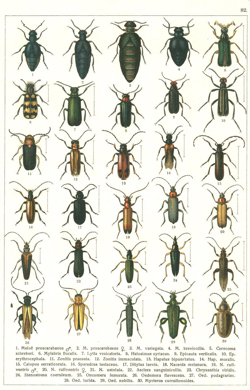 Georgiy Jacobson - Beetles Russia and Western Europe - plate 82
