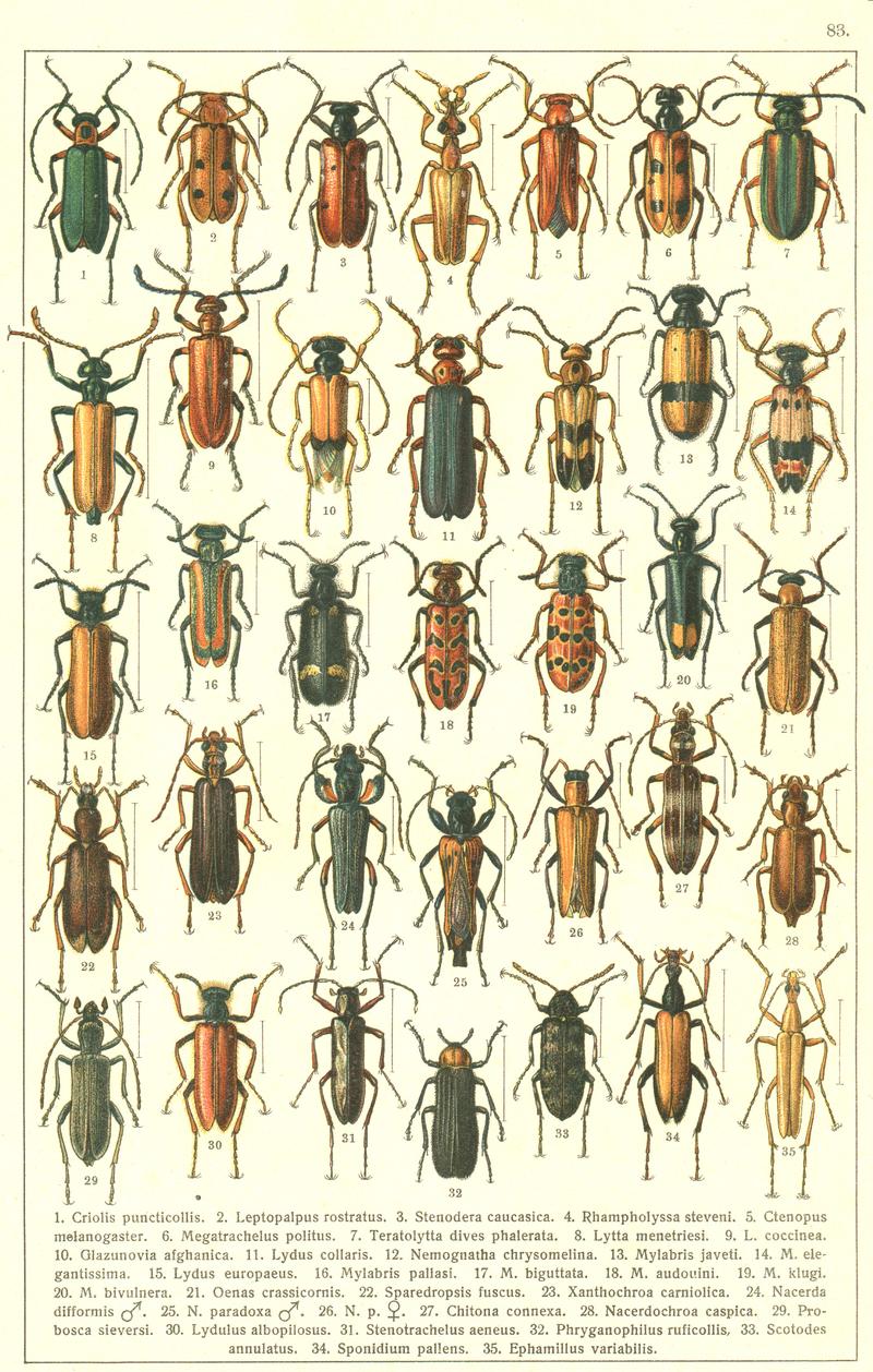 Georgiy Jacobson - Beetles Russia and Western Europe - plate 83