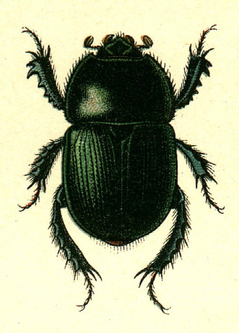 Geotrupes mutator