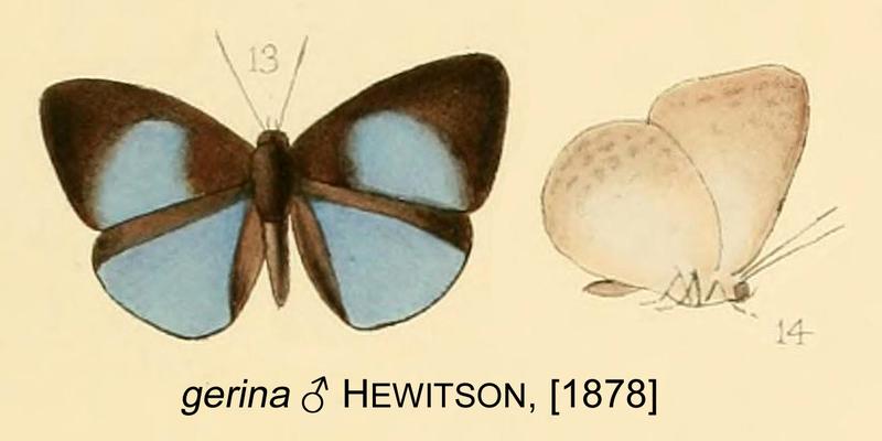 gerina from original description
