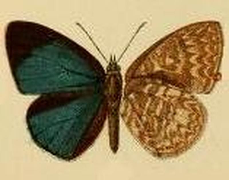 Geritola albomaculata