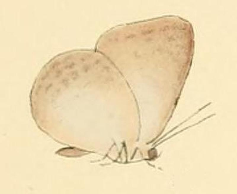 Geritola gerina1