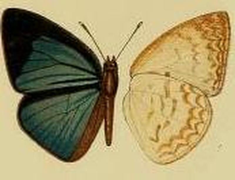 Geritola nitide