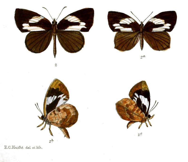 Gerydus ancon