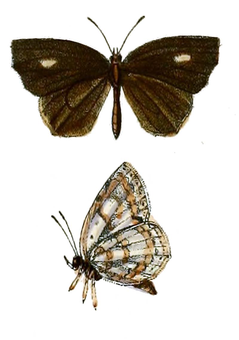 Gerydus assamensis