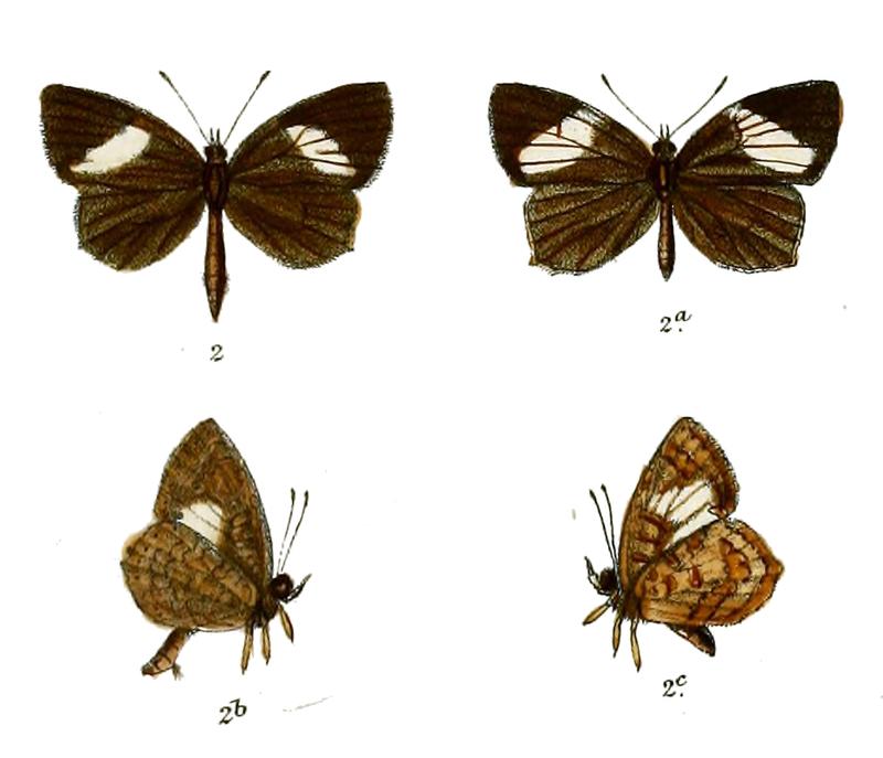 Gerydus bigsii