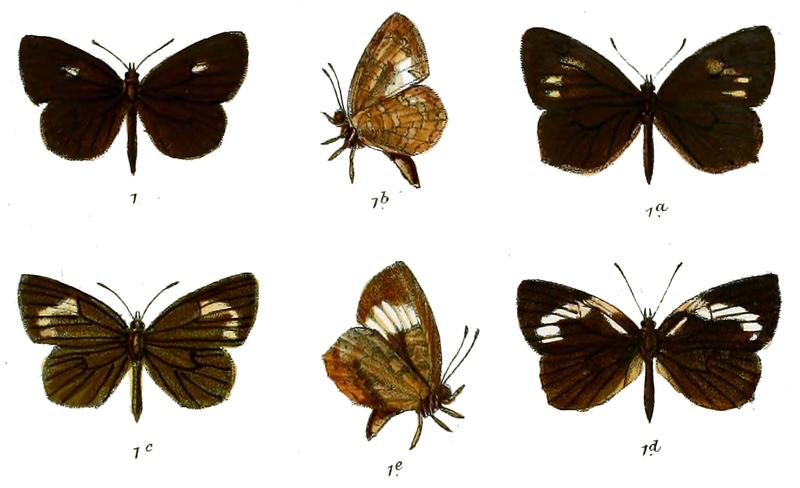 Gerydus boisduvali