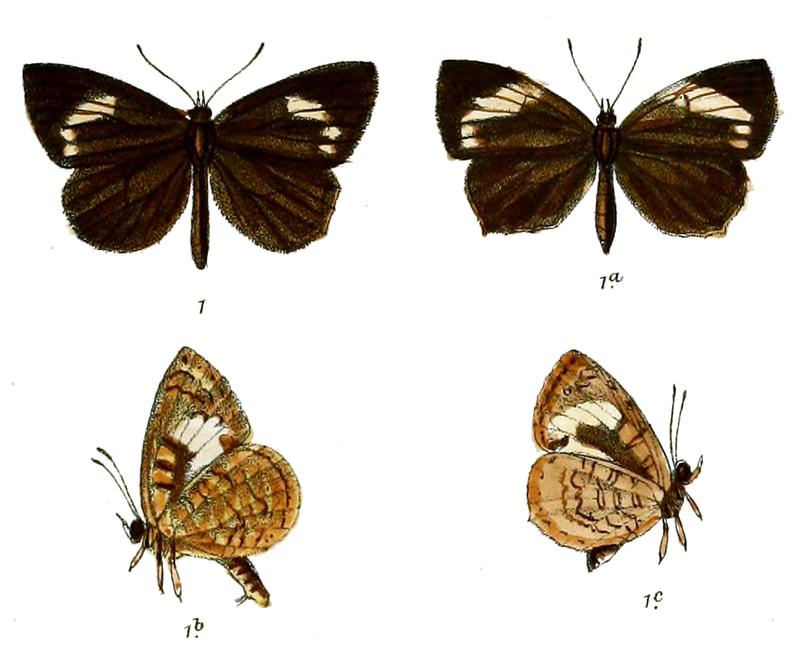 Gerydus croton