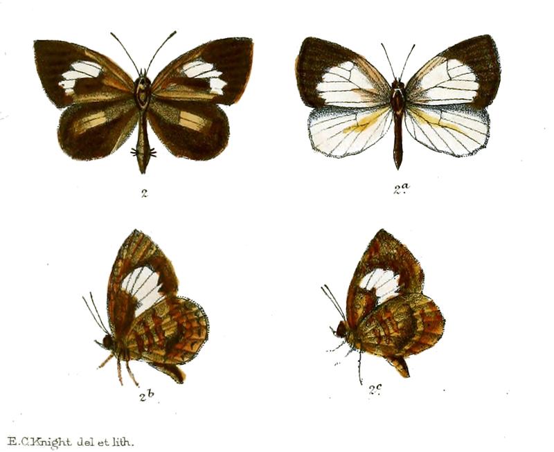 Gerydus longeana
