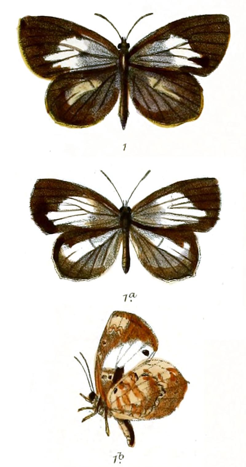 Gerydus symethus