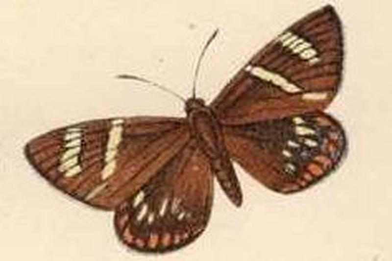 Geyeria hubneri
