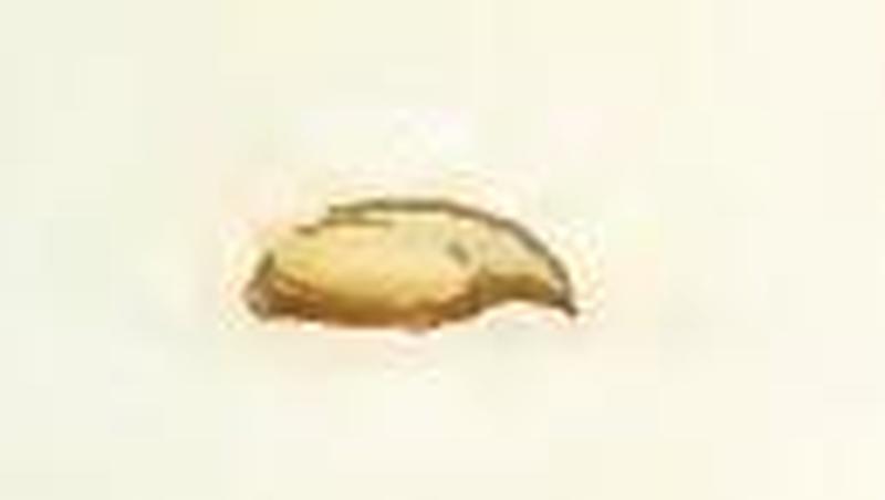 Glacies alpinata pupa