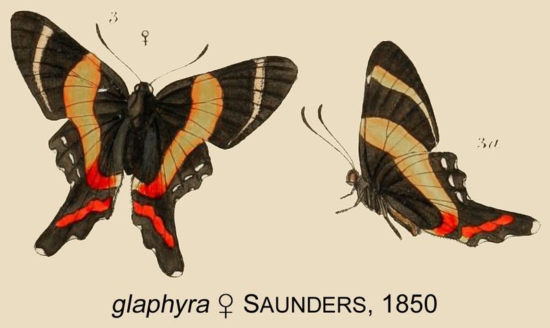 GlaphyraSaunders1850OD