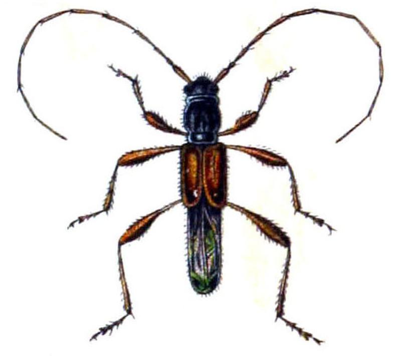 Glaphyra umbellatarum (Fauna Germanica)