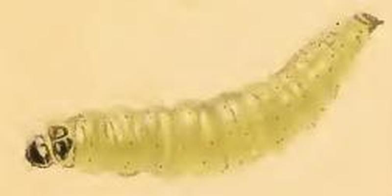 Glyphipterix equitella larva
