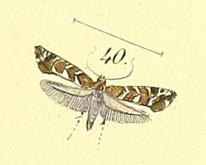 Glyphipterix tungella Felder and Rogenhofer, 1875