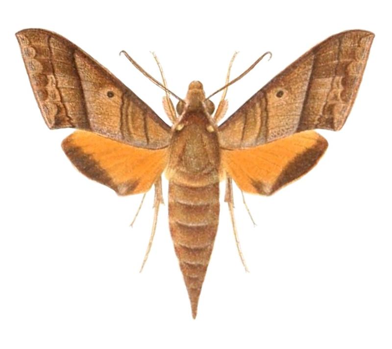 Gnathothlibus heliodes 1895