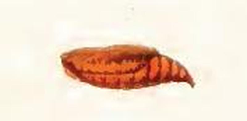 Gnophos obfuscata pupa