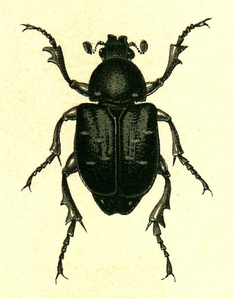 Gnorimus variabilis