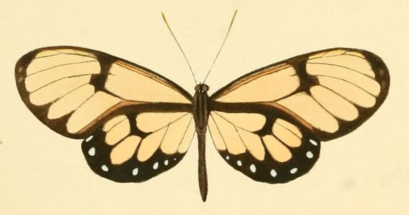 Godyris cleomella