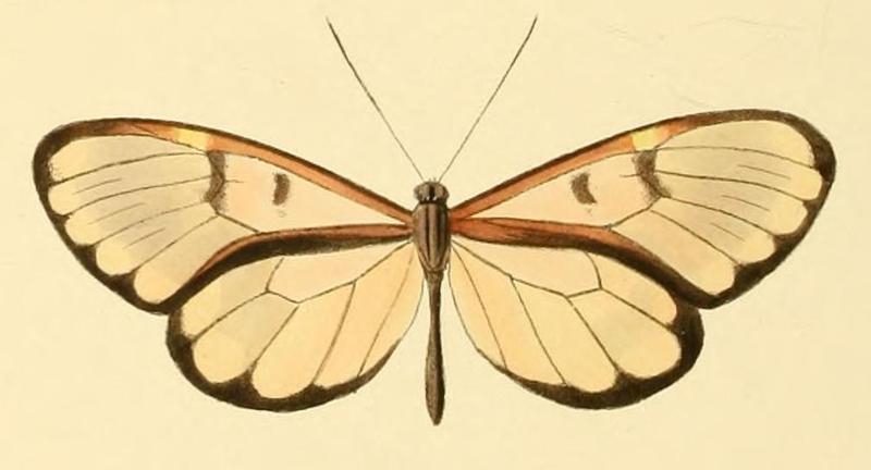 Godyris crinippa
