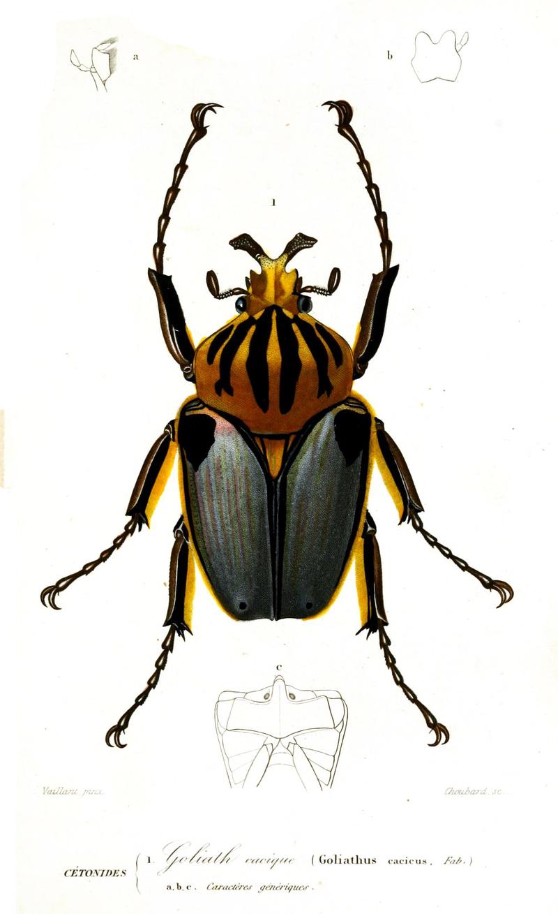 Goliathus cacicus Histoire Naturelle