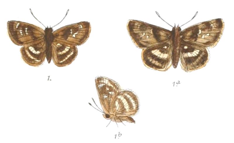 GomaliaAlbofasciata 782 1 Fitch