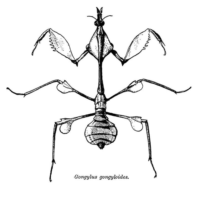 Gongylus gongyloides Empusidae Mantodea