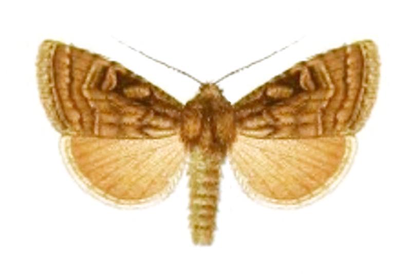 Goniographa marcida - Seitz