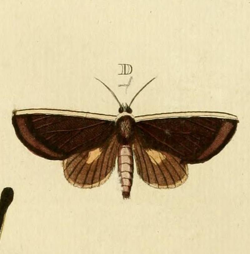 Gonodonta pyrgo