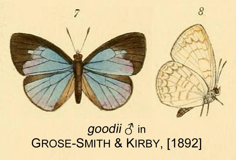 Goodii inGSK1892